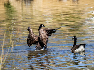 FLAPPING AD FLIRTING ON THE LAKE