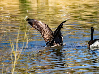 FLAPPING AD FLIRTING ON THE LAKE