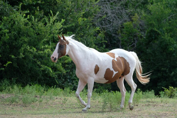 Naklejka na ściany i meble Paint horse broodmare in summer Texas field on rural farm.