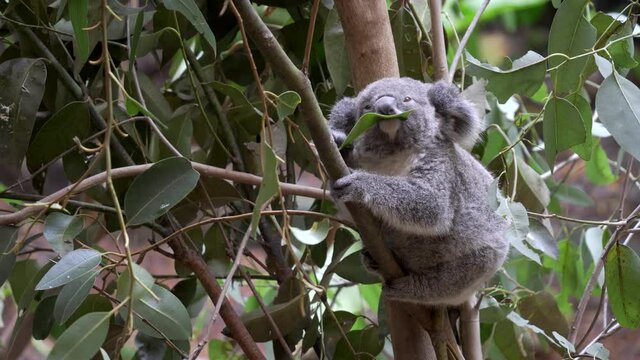 a koala joey chewing a eucalyptus leaf at blackbutt nature reserve in newcastle, australia