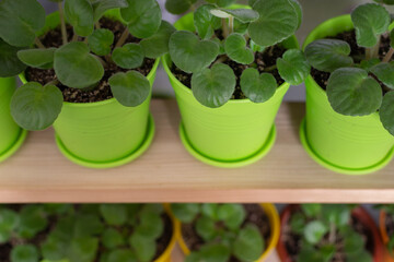 Flowers in pots on the windowsill