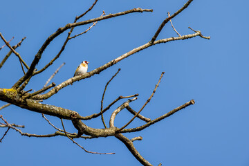 European Goldfinch enjoying the early morning spring sunshine