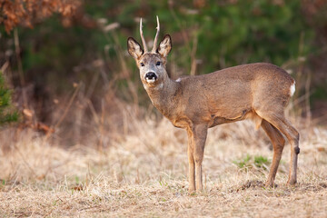 Roe deer standing on dry glade in springtime nature