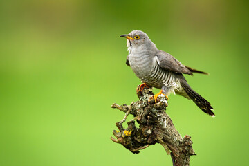 Common cuckoo sitting on tree in summer with copy space