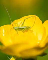 Insekten Leben
