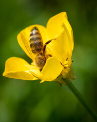 Insekten Leben