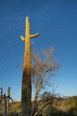 Morning sun glow on saguaro cactus Carnegiea gigantea) and mesquite tree
