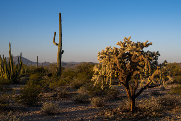 Morning sun glow on chain-fruit (jumping) cholla, Cylindropuntia fulgida
