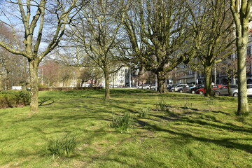Les arbres du square Riga sous un ciel de printemps ,à Schaerbeek
