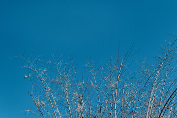 bamboo trees without leaves and clear blue sky