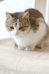 kot ,cat , koty , kotka  © Szymon