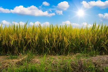 Beautiful golden ear of Thai jasmine rice plant on organic rice field in Asia country agriculture harvest with fluffy clouds blue sky daylight background.
