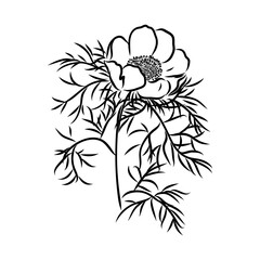 Ink, pencil, the leaves and flowers of apple isolated. Line art transparent background. Hand drawn nature painting. Freehand sketching illustration.