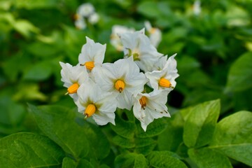 Potato flowers in the garden