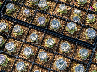 Crassulaceae plant in a garden nursery