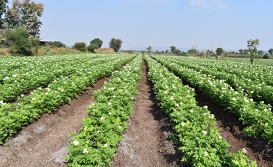 Potato plantation or farm. Crop planted and cultivated at agriculture field.