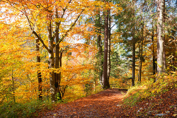 forest track inmidst autumnal colorful leaves, german landscape