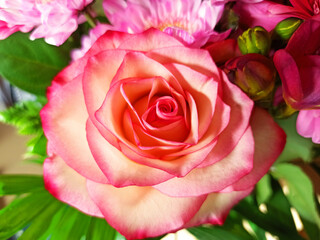 a rose in close-up