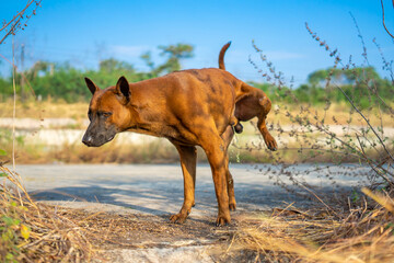 Thai brown dog creates territory by peeing on the glass at outdoor field. - obrazy, fototapety, plakaty