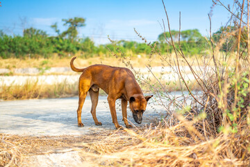 Thai brown dog smells and observes ground before peeping and making up the territory this area.