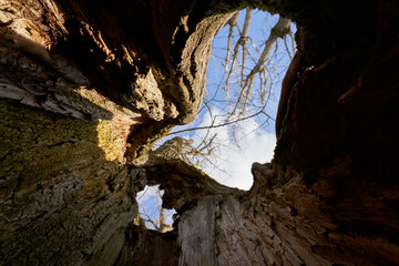 Poplar tree (Serotina de selys populus). Old monumental tree trunk from the inside. Up view. Europe.