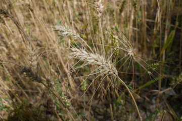 picture of ripe wheat plant head on sunny day