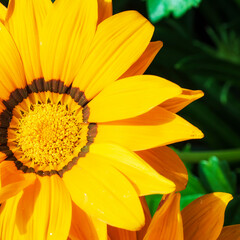 Primer plano de una margarita amarilla