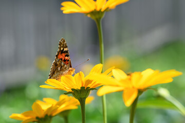 Butterfly admiral and flower. Beautiful Butterfly on a yellow flower on a sunny day. Spring and summer backdrop. Macro