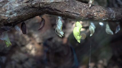 Several butterfly pupae on a branch in the terrarium behind glass. Walk in the zoo.