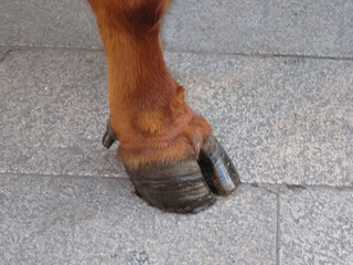 bull hooves legs and hooves of adult red bull