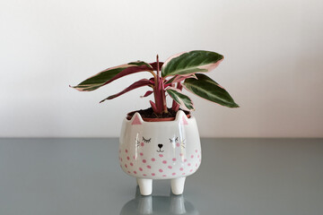 Close up of a calathea triostar plant with pink and green leafs.