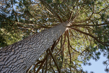 Monumental pine tree (pinus ponderosa) from below. Big stem with brown branches an many green...