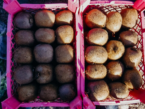 Kiwis in pink crates in sunlight