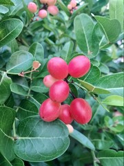 red cherries on a tree