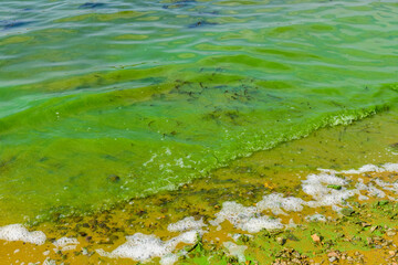 Green algae pollution on the water surface. Ecological concept