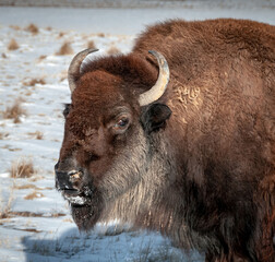 American Bison during Winter Freeze