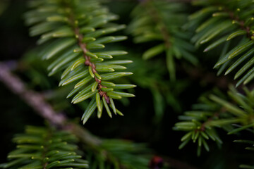 Shallow depth of field photo of spruce or fir tree branches.  Close up  natural background or wallpaper, deep green color.