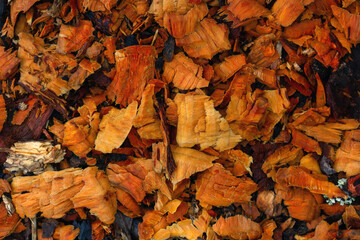 Shallow depth of field photo of alder wood chips. Remains of a tree covered with beavers. Beaver food in the wild.