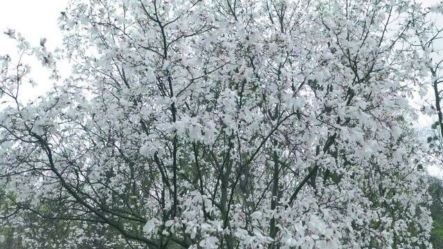 aerial drone shot of a white blooming liliiflora magnolia tree in a garden - the camera moves along the white blossoms flowers - green spruce trees in the background. cinematic motion. 4K resolution