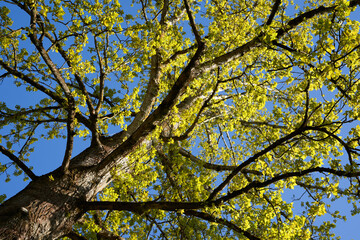 Tree Berlin poplar (Populus x berolinensis, Berliner Pappel) Monumental plant in spring. Brown branches and yellow green foliage. Up view.