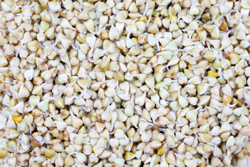 Sprouted buckwheat seeds background. Healthy vegan food. Vegetarian food. Nature vitamins