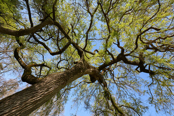 Tree weeping willow (Salix chrysocoma, goldene Trauerweide) Flowering plant in spring with brown...