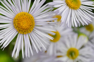 daisy flower
