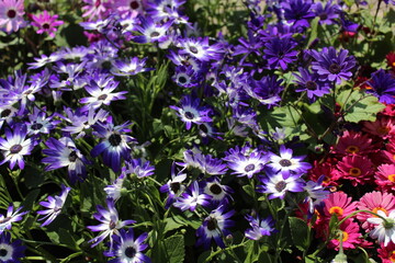 Fototapeta premium Aschenblume
