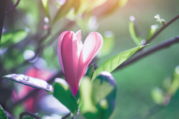 Blooming spring pink magnolia flower tree branch, morning nature background