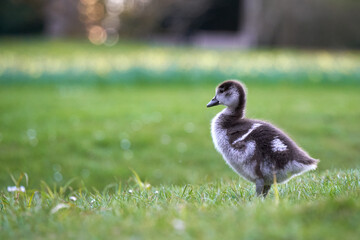 Waterbird chick egyptian goose (Alopochen aegyptiacus, Nilgans) on a green meadow. Narcissus flowers depth of field. Side view.