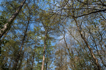 Trees in a forest with budding vibrant green leaves in early spring that converge at the top. Spring photo with blue sky seen from beneath