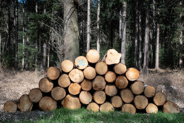 Sawed-off tree trunks are stacked in a forest for the timber industry or to be burned in biomass plants