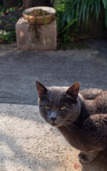 le regard affectueux du chat gris