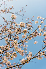 Obraz premium Cherry blossoms in a garden at Seoul, South Korea.